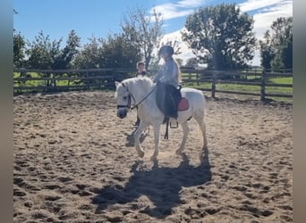 More ponies/small horses, Gelding, 8 years, 12,1 hh, Grey