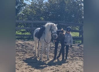 More ponies/small horses, Gelding, 8 years, 12,1 hh, Grey