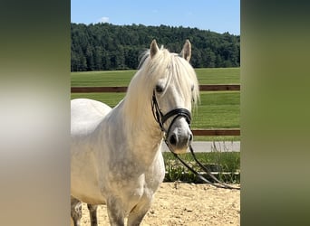 More ponies/small horses, Gelding, 8 years, 13.2 hh, Grey
