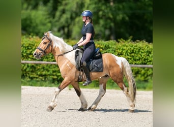 More ponies/small horses, Gelding, 8 years, 13.2 hh, Pinto