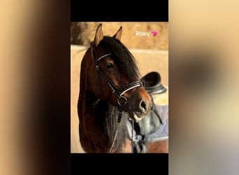More ponies/small horses, Gelding, 8 years, 13.3 hh, Brown