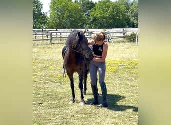 More ponies/small horses, Gelding, 8 years, 13 hh, Bay-Dark