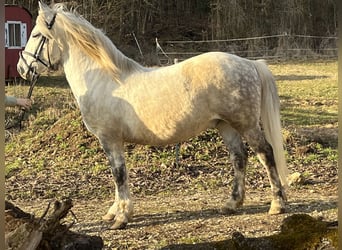 More ponies/small horses, Gelding, 8 years, 13,1 hh, Grey