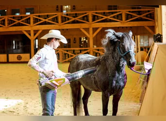 More ponies/small horses, Gelding, 8 years, 13,1 hh, Roan-Blue