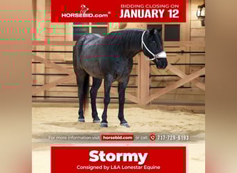 More ponies/small horses, Gelding, 8 years, 13,1 hh, Roan-Blue