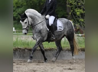 More ponies/small horses, Gelding, 8 years, 13,2 hh, Gray-Dapple