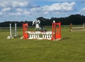 More ponies/small horses, Gelding, 8 years, 13,2 hh, Gray