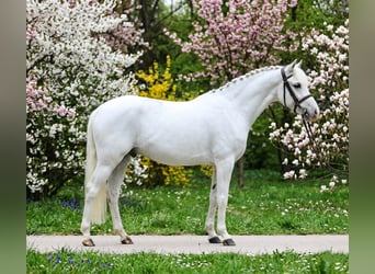 More ponies/small horses, Gelding, 8 years, 13,2 hh, Grey