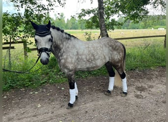 More ponies/small horses, Gelding, 8 years, 13,3 hh, Buckskin