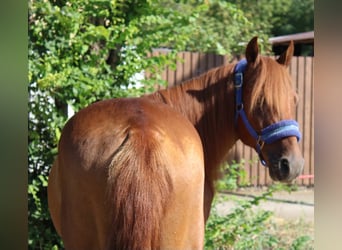 More ponies/small horses, Gelding, 8 years, 14.1 hh, Chestnut-Red