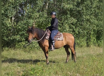 More ponies/small horses, Gelding, 8 years, 14.1 hh, Dun