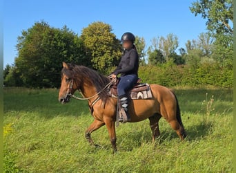 More ponies/small horses, Gelding, 8 years, 14.1 hh, Dun