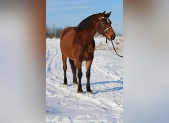 More ponies/small horses, Gelding, 8 years, 14.3 hh, Brown