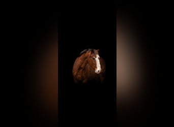 More ponies/small horses Mix, Gelding, 8 years, 14 hh, Brown