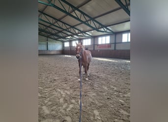 More ponies/small horses Mix, Gelding, 8 years, 14 hh, Chestnut-Red