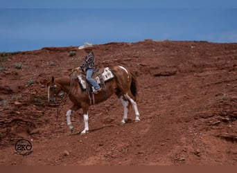 More ponies/small horses, Gelding, 8 years, 14 hh, Pinto