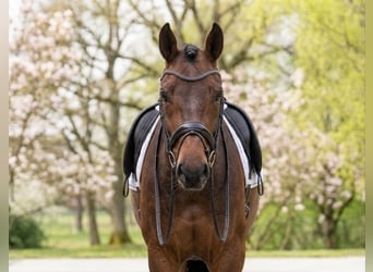 More ponies/small horses, Gelding, 8 years, 14,1 hh, Brown