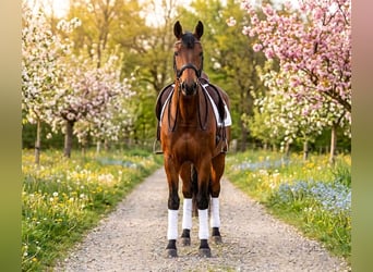 More ponies/small horses, Gelding, 8 years, 14,1 hh, Brown