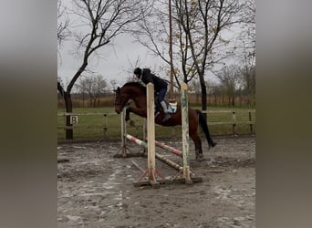 More ponies/small horses, Gelding, 8 years, 14,1 hh, Brown