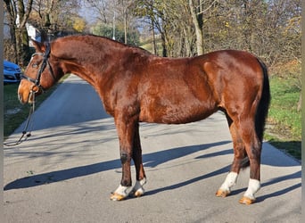 More ponies/small horses, Gelding, 8 years, 14,1 hh, Brown