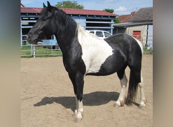 More ponies/small horses Mix, Gelding, 8 years, 14,2 hh, Pinto