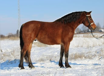 More ponies/small horses, Gelding, 8 years, 14,3 hh, Brown
