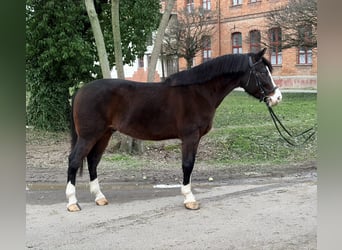 More ponies/small horses, Gelding, 8 years, 15 hh, Brown
