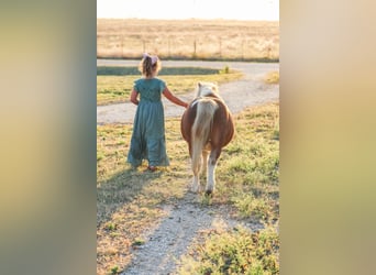 More ponies/small horses, Gelding, 8 years, 8.1 hh, Pinto