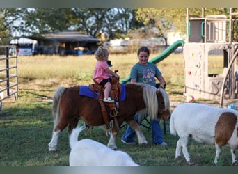 More ponies/small horses, Gelding, 8 years, 8.1 hh, Pinto