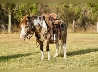 More ponies/small horses, Gelding, 8 years, 8 hh, Pinto