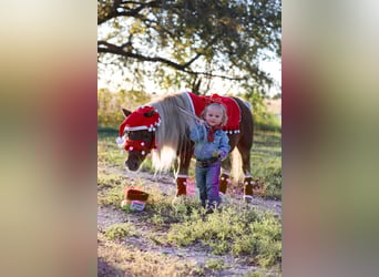 More ponies/small horses, Gelding, 8 years, 8,1 hh, Pinto