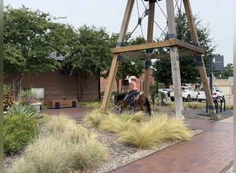 More ponies/small horses, Gelding, 8 years, 9.1 hh, Bay More ponies/small horses, Gelding, 8 years, 9.1 hh, Bay