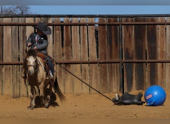 More ponies/small horses, Gelding, 8 years, 9.2 hh, Buckskin