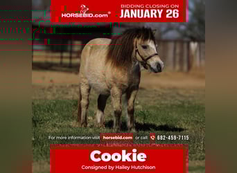 More ponies/small horses, Gelding, 8 years, 9.2 hh, Buckskin