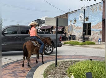 More ponies/small horses, Gelding, 8 years, 9,1 hh, Bay