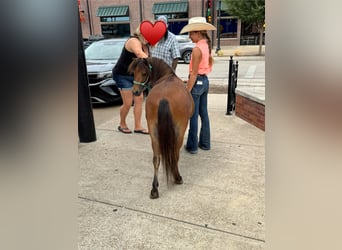 More ponies/small horses, Gelding, 8 years, 9,1 hh, Bay