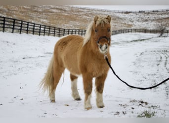 More ponies/small horses, Gelding, 8 years, 9,2 hh, Brown