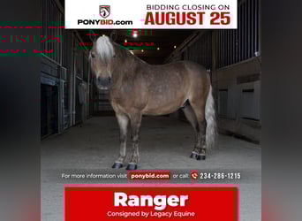 More ponies/small horses, Gelding, 8 years, 9,2 hh, Buckskin