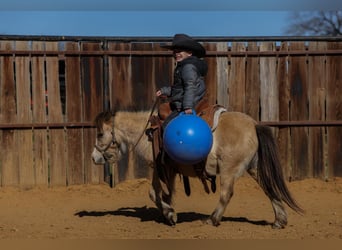 More ponies/small horses, Gelding, 8 years, 9,2 hh, Buckskin