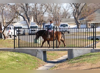 More ponies/small horses, Gelding, 9 years, 10.2 hh, Bay