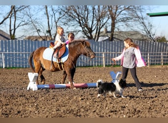 More ponies/small horses, Gelding, 9 years, 10.2 hh, Bay