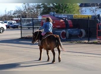 More ponies/small horses, Gelding, 9 years, 10.2 hh, Bay