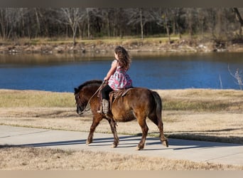 More ponies/small horses, Gelding, 9 years, 10.2 hh, Bay