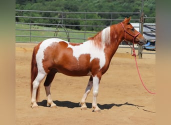 More ponies/small horses, Gelding, 9 years, 10 hh, Pinto
