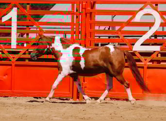 More ponies/small horses, Gelding, 9 years, 10 hh, Pinto