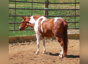 More ponies/small horses, Gelding, 9 years, 10 hh, Pinto