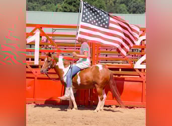 More ponies/small horses, Gelding, 9 years, 10 hh, Pinto