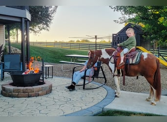More ponies/small horses, Gelding, 9 years, 10 hh, Pinto