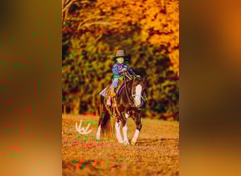 More ponies/small horses, Gelding, 9 years, 10,1 hh, Pinto