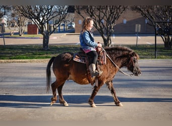 More ponies/small horses, Gelding, 9 years, 10,2 hh, Bay